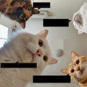 Create meme: memes with cats, cute cat, cat