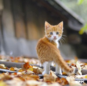 Создать мем: кошка осень, рыжий котенок сидит, рыжая кошечка