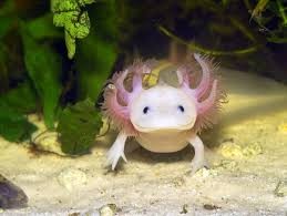 Create meme: Triton axolotl, the axolotl