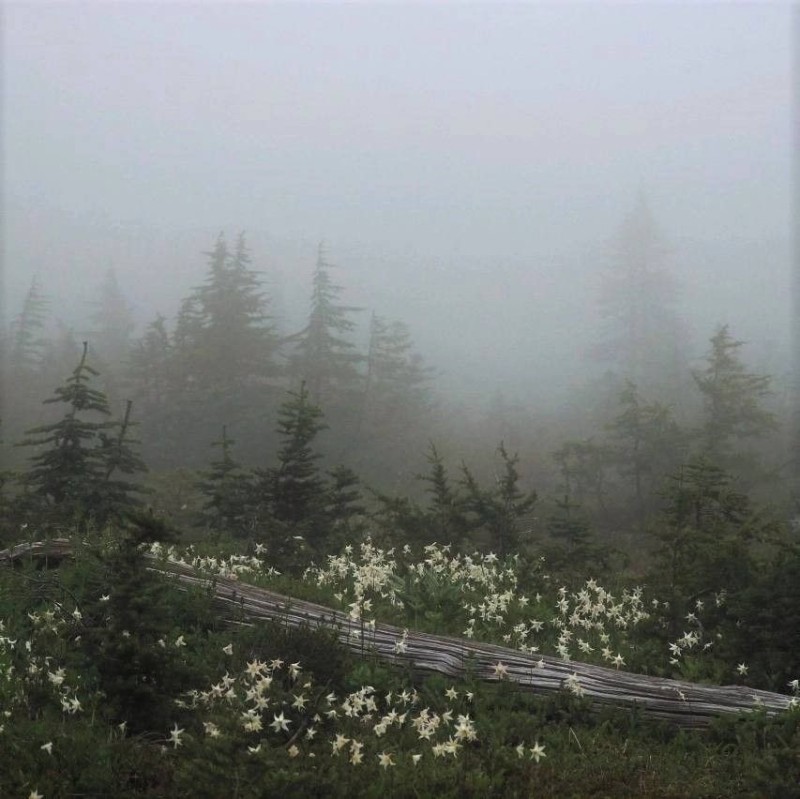 Create meme: landscape , forest in the fog, nature 