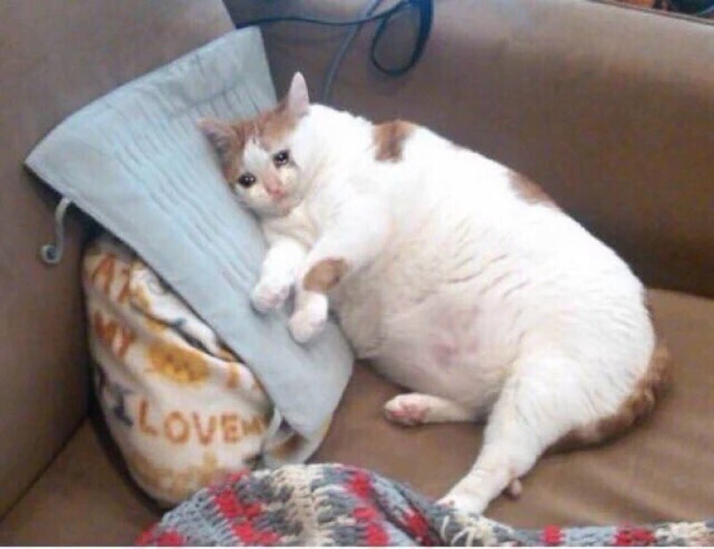 Create meme: fat cat meme, fat cats , sad fat cat