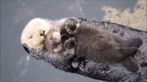 Create meme: otter cub, sleeping otter, sea otter with cub photo