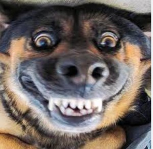 Create meme: the dog laughs, funny dog, dog Ulybka