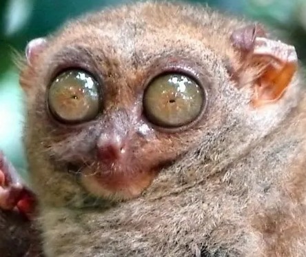 Create meme: lemur tarsier, bug - eyed lemur, tarsier 