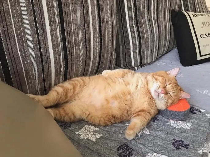 Create meme: fat cat , fat cat , fat ginger cat