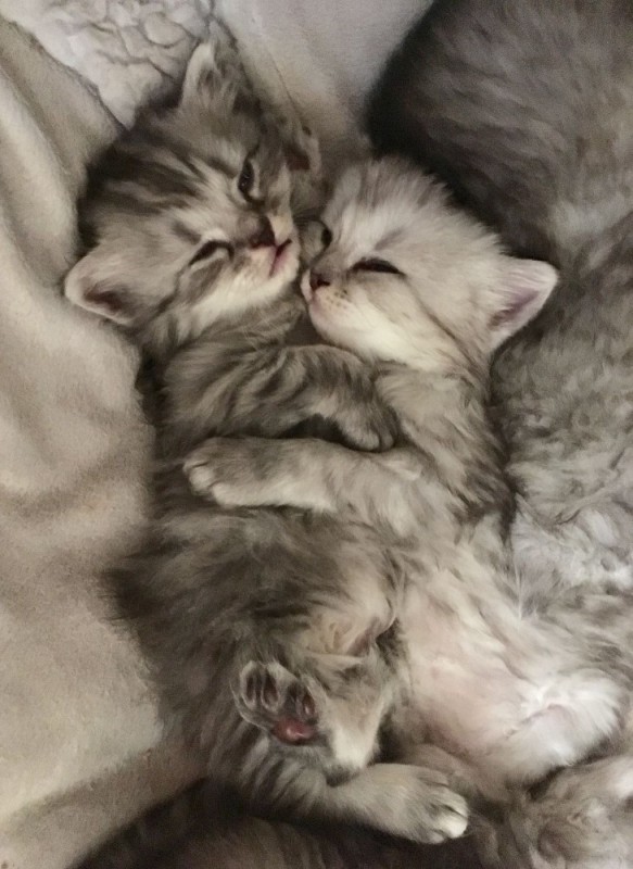 Create meme: cute kittens , cute sleeping kittens, kittens are cute