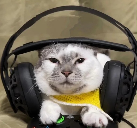Create meme: cat , The cat in the headphones is a gamer, cat with headphones