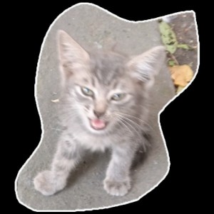 Create meme: kittens the Maine Coon, cat, kitty