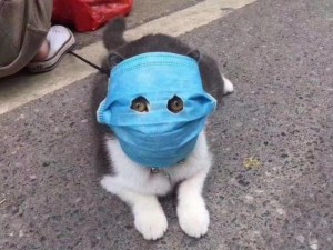 Create meme: in a medical mask, cat, dog