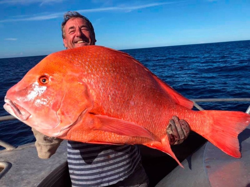 Create meme: red sea bass, huge fish, red snapper fish