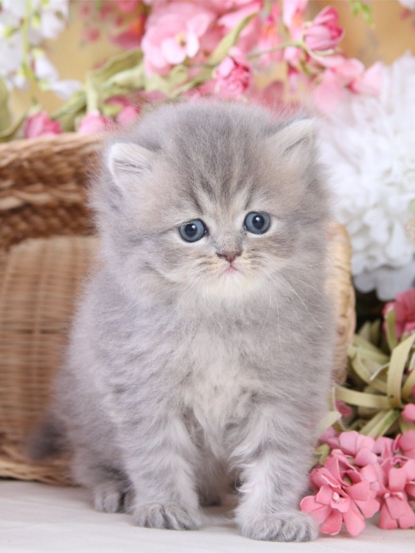 Создать мем: котята милые, красивый котенок, милые персидские котята
