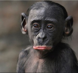 Create meme: monkey, sad monkey, chimpanzees