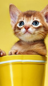 Create meme: a bucket of kittens, screensavers for your kittens, kittens funny pictures for Wallpaper