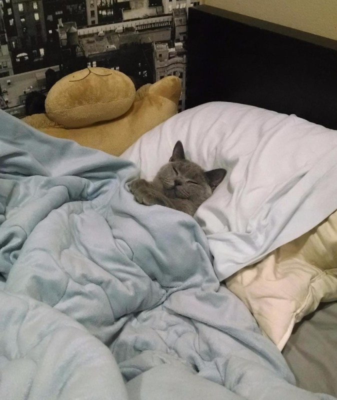 Создать мем: котик в постели, кошка спит под одеялом, спящий кот