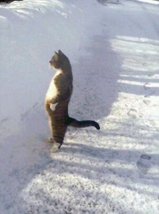 Create meme: cat, where is spring, cat