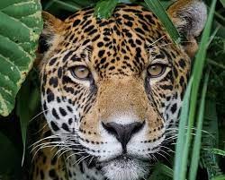 Create meme: Jaguar animal, Jaguar of the Amazon, jaguar 