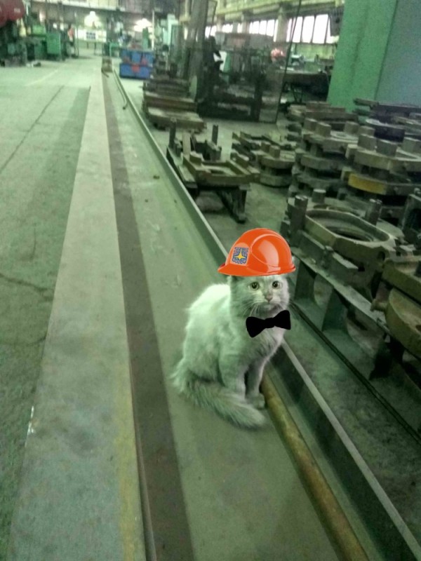 Create meme: cat at the factory, to the factory meme cats, the cat in the shop