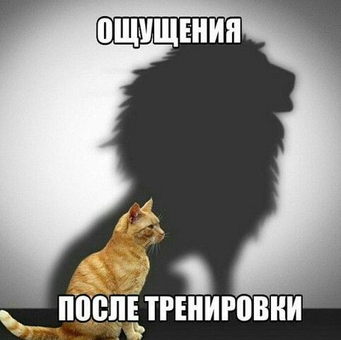 Create meme: cat , The cat with the shadow of a lion, Leo the cat 