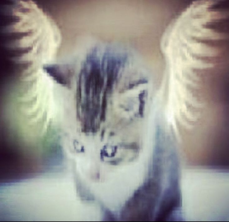 Create meme: Kitten angel happiness, emo cat, angel kitten