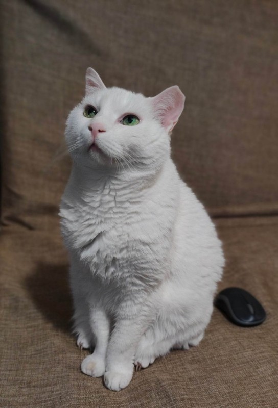 Создать мем: кошечка, сибирская кошка белая короткошерстная, белый кот