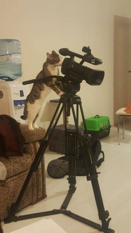 Create meme: cat cam, cat with a camera meme, a cat with a camera