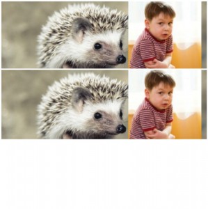 Create meme: African hedgehog, African pygmy hedgehog, hedgehog