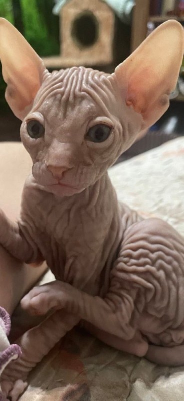 Create meme: Sphynx cat , The sphinx kitten, Sphynx