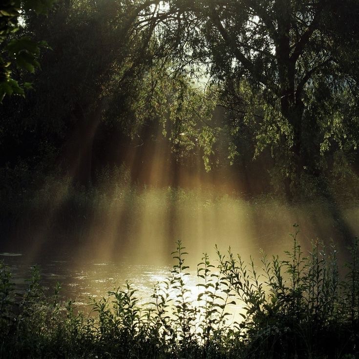 Create meme: forest nature, nature dawn, rays of the sun