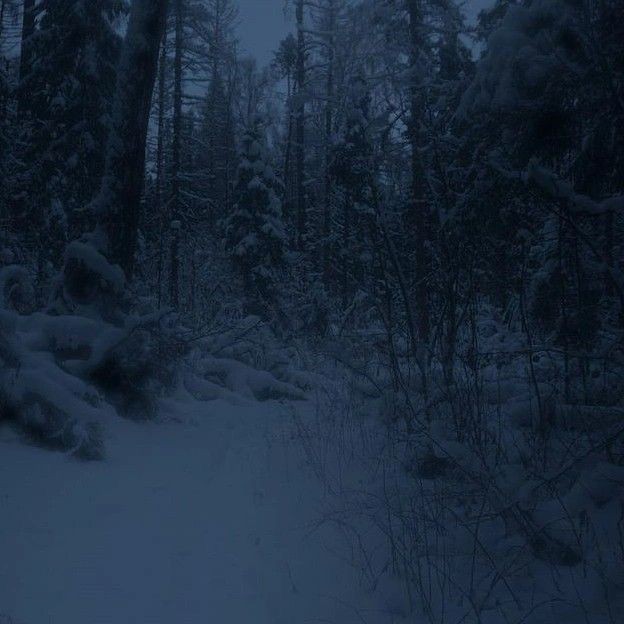 Create meme: night winter forest, gloomy winter forest, winter forest