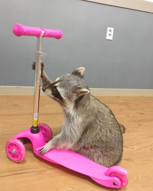 Create meme: raccoon home, raccoon on a scooter, raccoons 