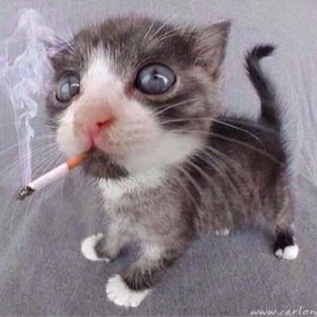 Create meme: the cat smokes, cat with a cigarette, cat with a cigarette