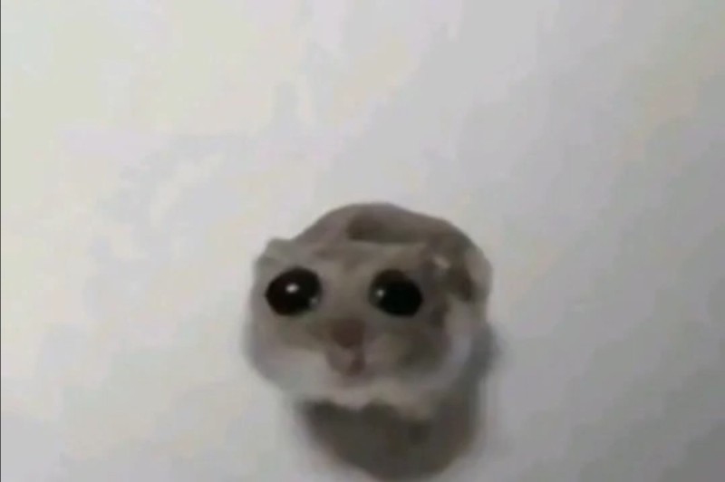 Create meme: big eyes meme, meme hamster , A hamster with big eyes
