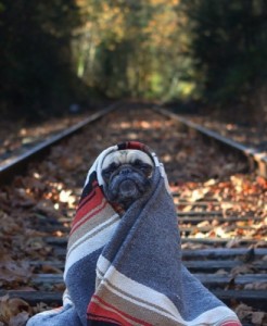 Create meme: the outgoing summer, just go, dog in a blanket