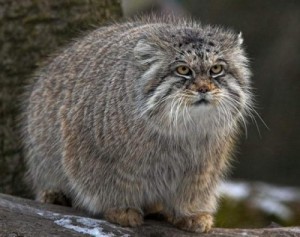 Создать мем: кошка, погладь кота, pallas cat