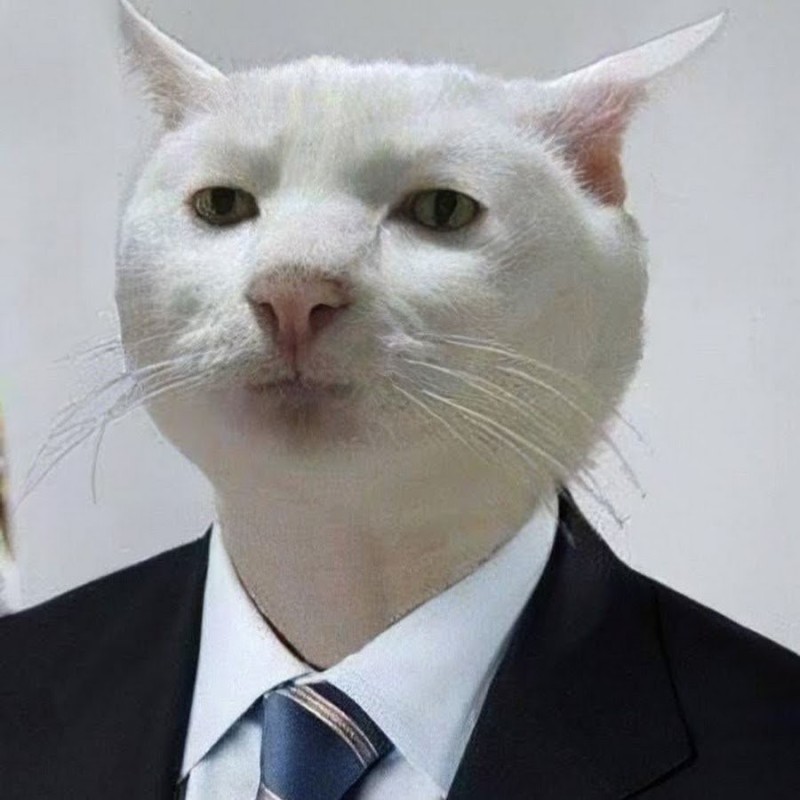 Создать мем: приемлемо кот мем, серьезный кот мем, serious cat