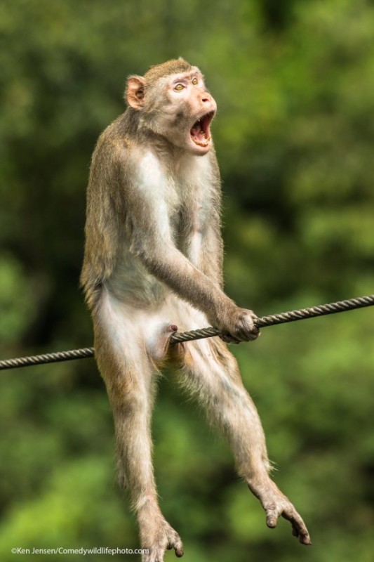 Create meme: monkeys , the monkey is funny, the monkey is funny