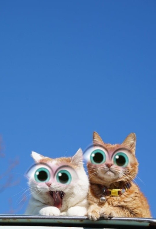 Create meme: cat fun , cat , a cat with big eyes