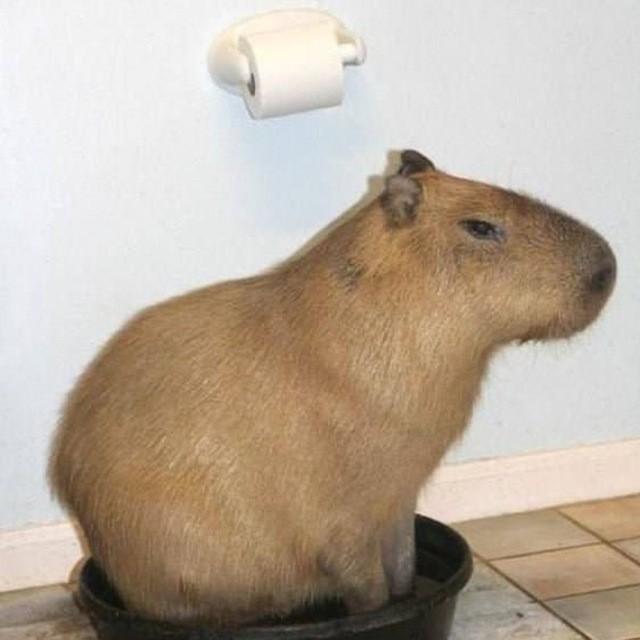 Create meme: capybara and guinea pig, capybara photos, home capybara