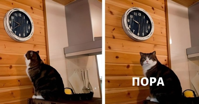 Create meme: meme cat clock, meme the cat and the clock time, Cat clock it's time