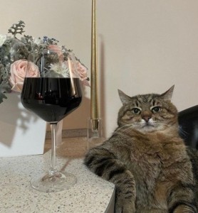 Создать мем: кот, кот с вином мем, кот с бокалом вина