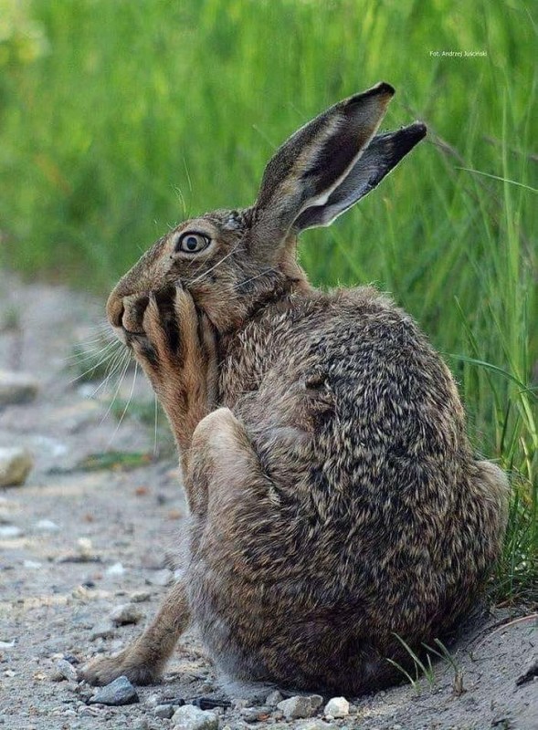 Create meme: hare hare , the ordinary hare, wild rabbit