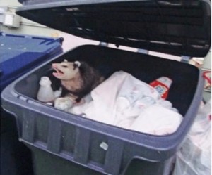 Create meme: don't touch my trash opossum, opossum in the trash meme, don't touch my trash