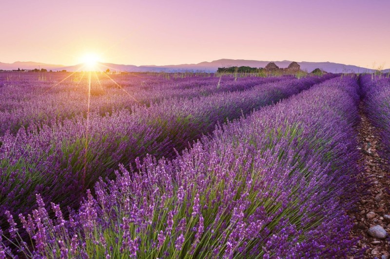 Create meme: lavender field, lavender fields in Provence France, lavender fields