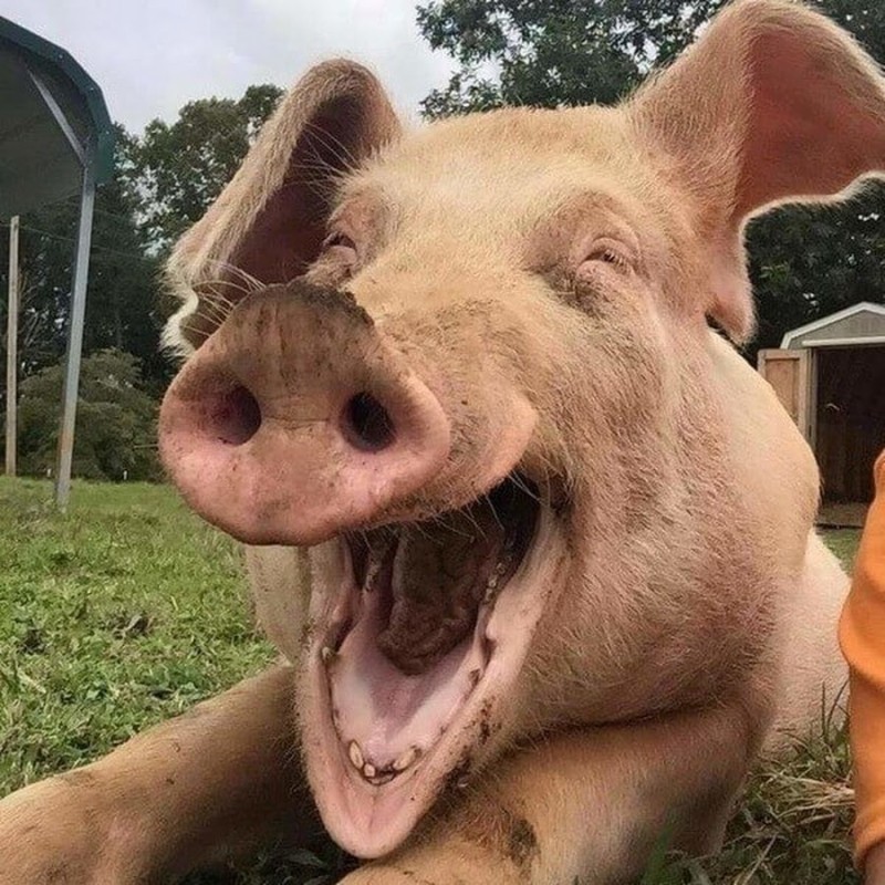 Create meme: funny pigs, joyful pig, the smiling pig
