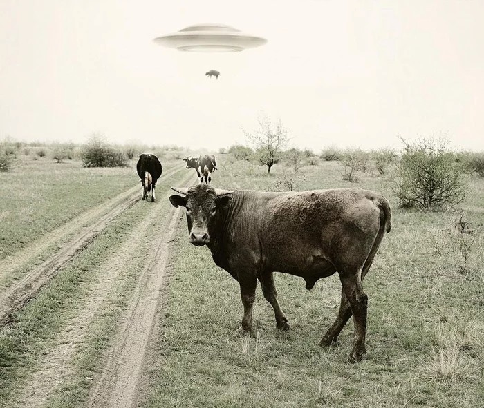 Create meme: ufo kidnaps a cow, ufo cow, alien abduction