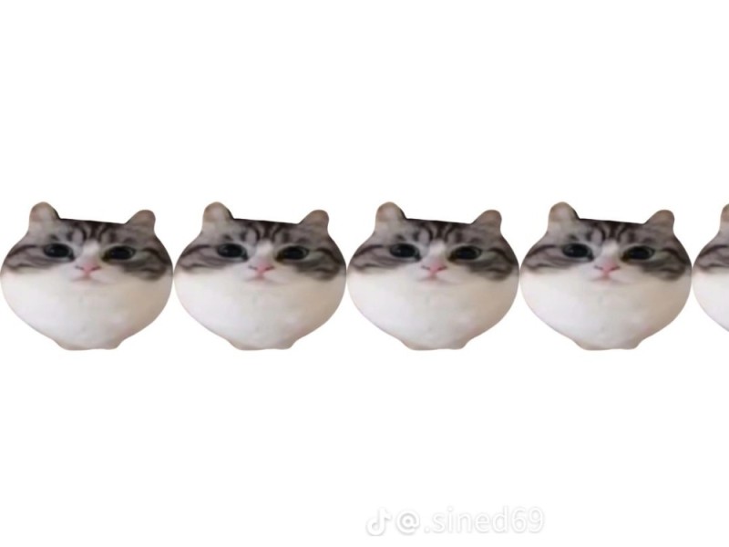 Создать мем: wawa cat, кошка, котики