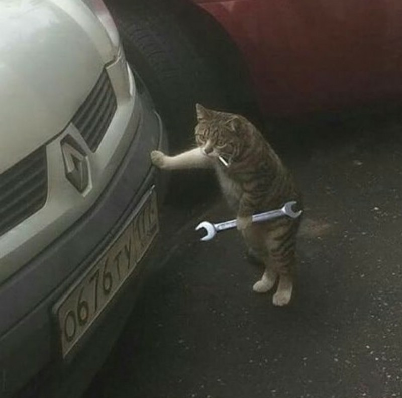 Создать мем: котик с гаечным ключом, кот чинит машину, кот
