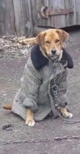 Create meme: a dog in a coat, Pets, dog 