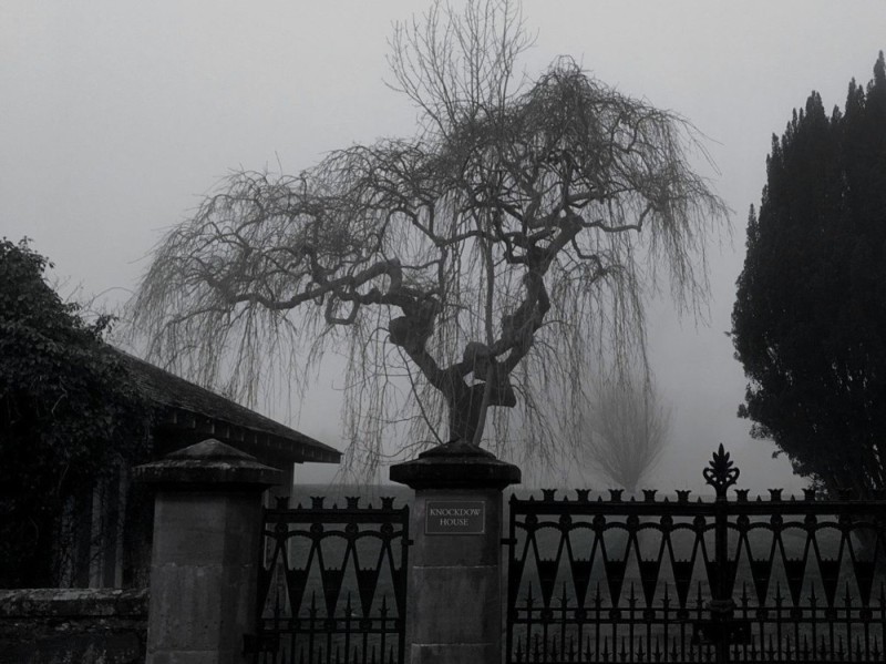 Создать мем: weeping willow tree