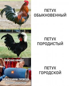 Create meme: kokoko cock, rooster, cock city